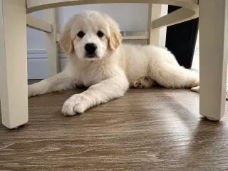 Freya