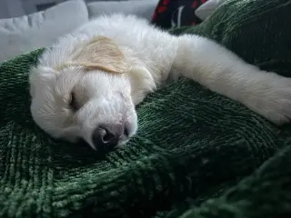 Freya