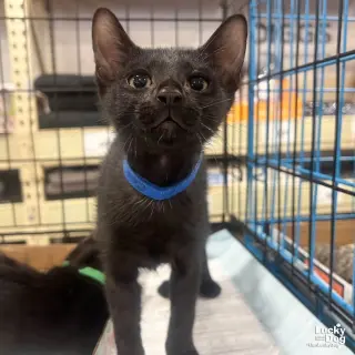 Coal