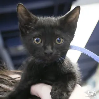 Coal
