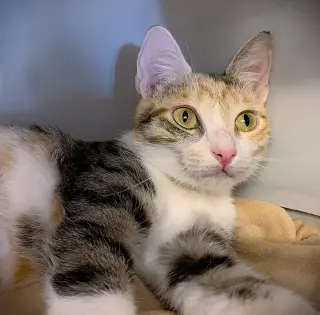 Whoopsie Boopsie