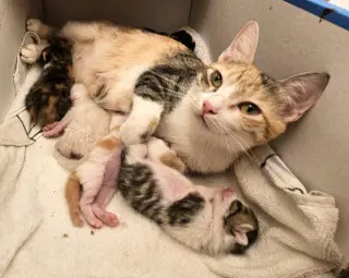 Whoopsie Boopsie