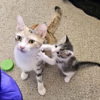 Whoopsie Boopsie