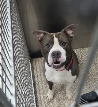 Tank