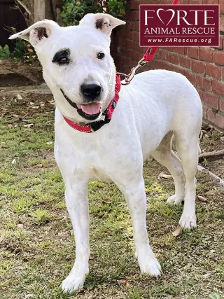 Stella
