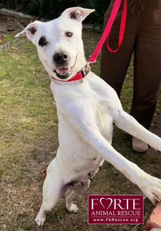 Stella