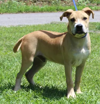 Gus 43838