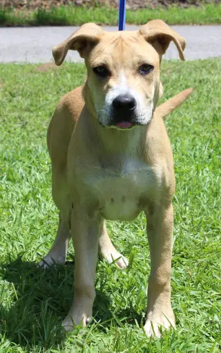 Gus 43838