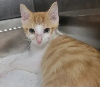 Kitten Cargo