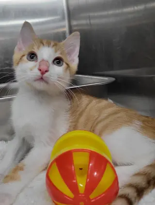 Kitten Cargo