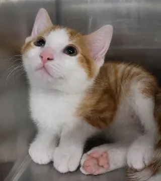 Kitten Chino