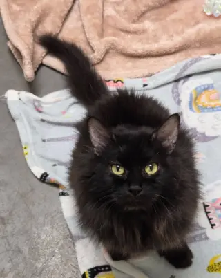 Molly