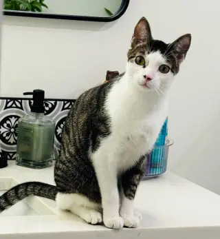 Floki