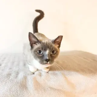 Bluebell (Snowshoe Blue Point Siamese Mix)