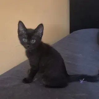 Nyx
