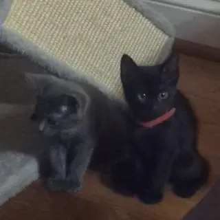 Nyx