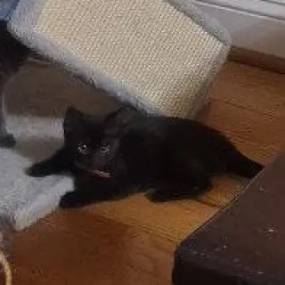 Nyx