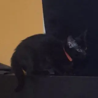Nyx