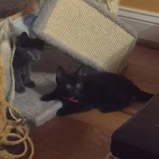 Nyx