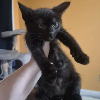 Apollo