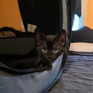 Apollo