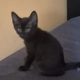 Apollo
