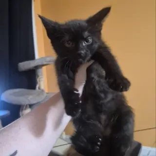 Apollo