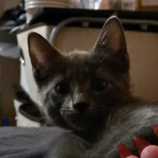 Ares