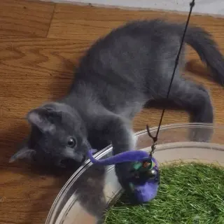 Ares
