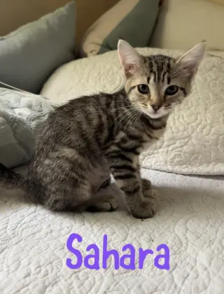 Sahara