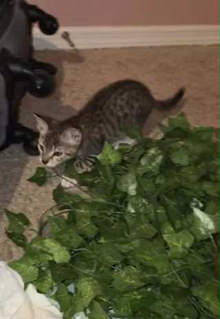 Tigger