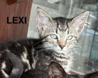 Lexi