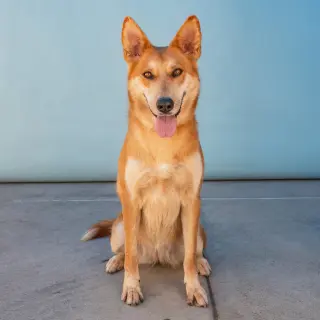 GINGER