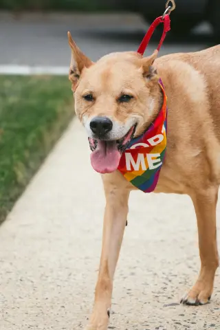 Apollo - He’ll love you to the moon and back