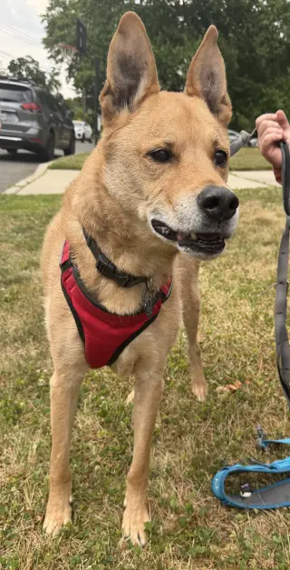 Apollo - He’ll love you to the moon and back