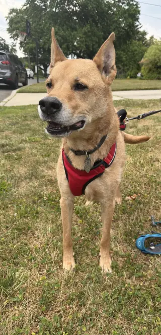 Apollo - He’ll love you to the moon and back