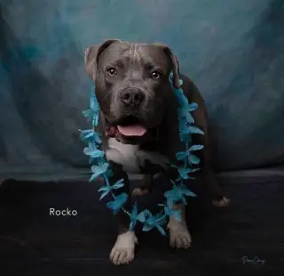 Rocko