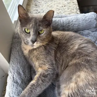 Penny