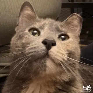 Penny