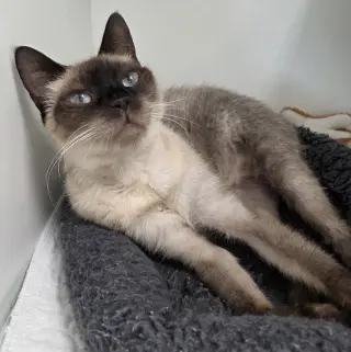 Sartok