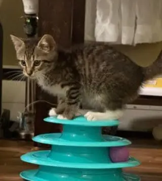 Mr Chip