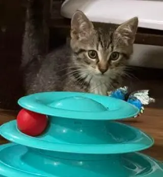 Mr Chip