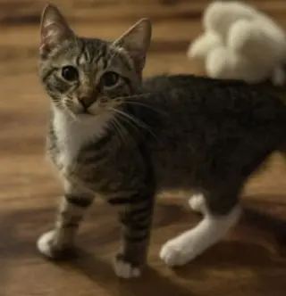 Mr Chip