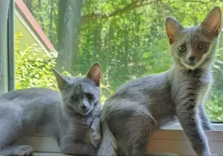 Taylor & Tyalar