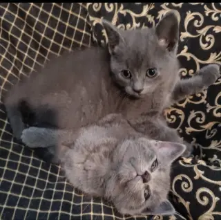 Taylor & Tyalar