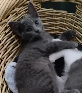 Taylor & Tyalar