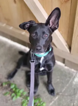Angie *Video* Needs Foster