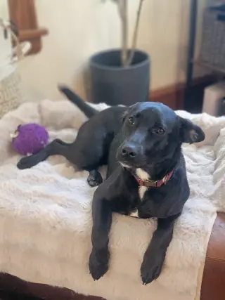 Angie *Video* Needs Foster