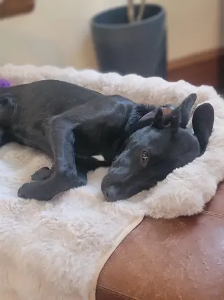 Angie *Video* Needs Foster