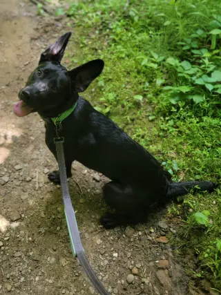 Angie *Video* Needs Foster